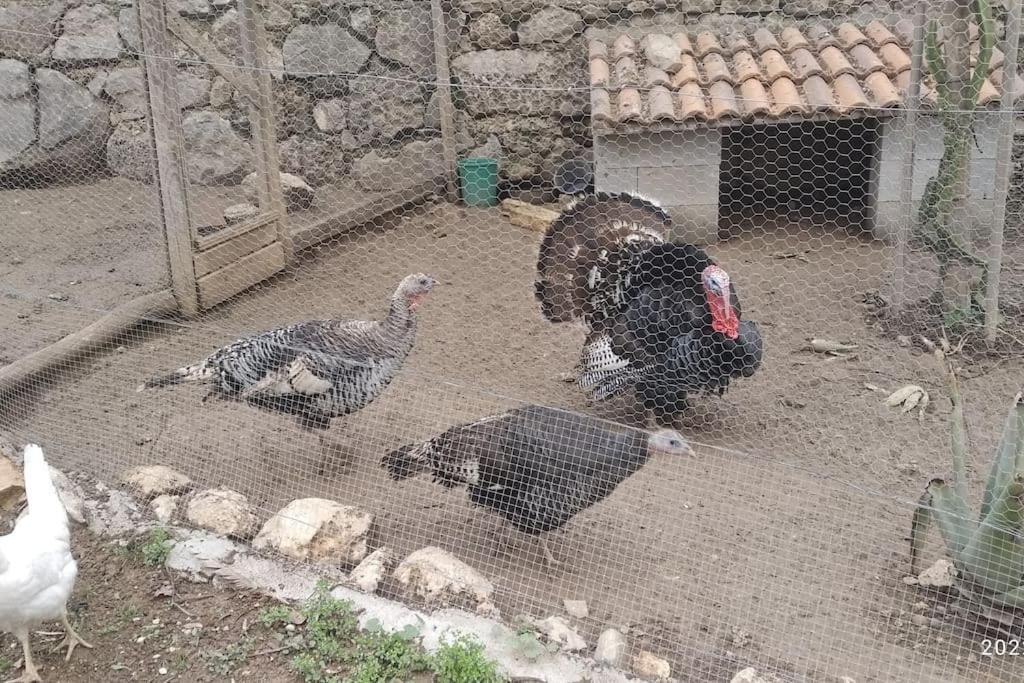 Appartamento El Ventorrillo La Alegria